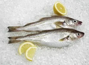 Fresh whiting, merlangius merlangus