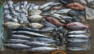 Freshly caught fish, fish market