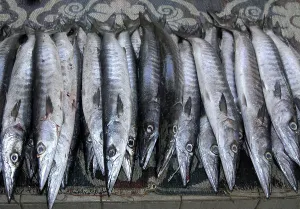 Freshly caught fish at the Mutrah Fish Market