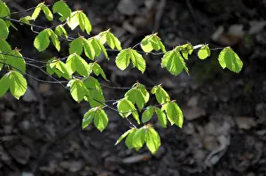 Freshly cut beech branch in the spring forest