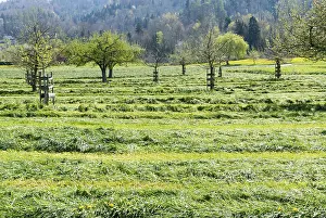 freshly cut fields and meadows with blossoming young fruit trees in an orchard and forest behind