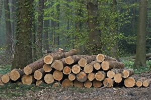 Freshly cut pine wood, red-marked trunks in the forest are available for pickup