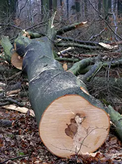 Freshly felled beech tree (Fagus) in the winter forest