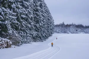 Freshly groomed cross-country trail with cross-country skiers in front of a snow-covered winter forest