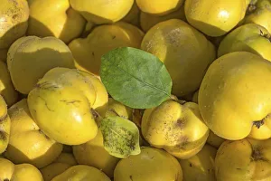 Freshly harvested quinces (Cydonia oblonga)