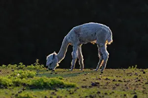 One freshly shorn alpaca (Vicugna pacos) stands grazing on a meadow in front of a dark forest