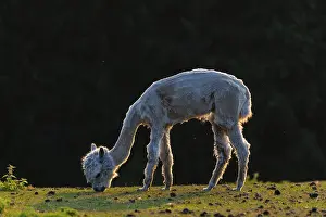 One freshly shorn alpaca (Vicugna pacos) stands grazing on a meadow in front of a dark forest