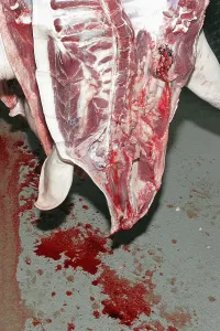 Freshly slaughtered pork