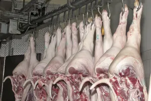 Freshly slaughtered pork halves
