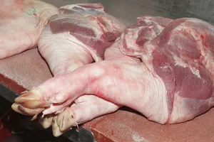 Freshly slaughtered pork shoulder