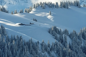 Category Mountain Landscapes Prints: Freshly snow-covered winter landscape with an alp and forest in the Swiss mountains