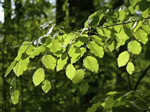 Freshly sprouted beech leaves against the light