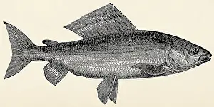 The freshwater fish - grayling (Thymallus vulgaris)