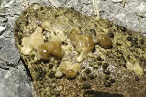 Freshwater sponge (Ephydatia fluviatilis)