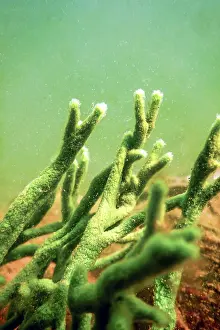 Freshwater Sponge (Spongilla lacustris) Spongillidae Freshwater Underwater