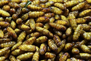 Fried pupated caterpillars, Chillva Market