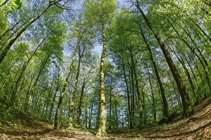 Friedwald, Erdersche Strasse, Kalletal