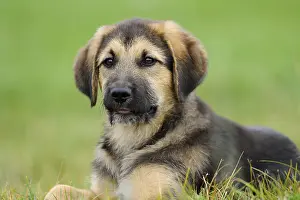 A friendly puppy lies in the grass with a blurred background and appears calm