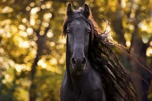 Friese (Equus) with long mane, animal portrait