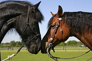 Friesian and domestic horse, bridle