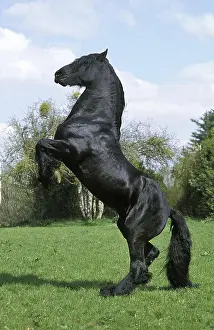 Friesian horse standing on hind legs