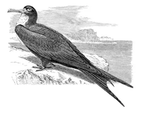 Frigate pelican (Tachypetes Aquilus)