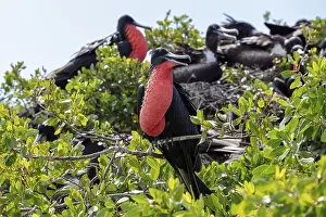 Frigatebirds (Fregatidae, Fregata)