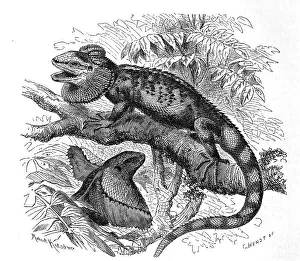 Frill-necked lizard (Chlamydosaurus kingii)