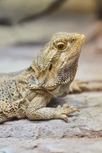 Frilled lizard (Chlamydosaurus kingii)