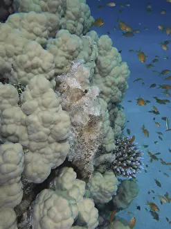 A fringed scorpionfish (Scorpaenopsis oxycephala) camouflaged in coral