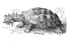 Fringed tortoise, mata mata, yellow-spotted river turtle (Chelys) fimbriata