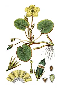 Fringed Water-lily (Menyanthes Nymphoides)