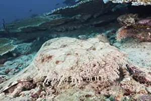 Fringed wobbegong (dasypogon) Eucrossorhinchus