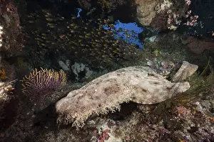 Fringed Wobbegong, Eucrossorhinus dasypogon