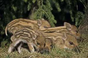 Frischlinge liegen eng zusammen schlafen (Schwarzwild) (Wild Boar)