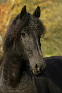 Frisian Friesian
