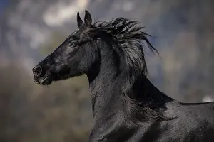 Frisian gelding in the pasture in autumn