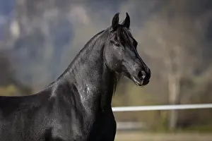 Frisian gelding in the pasture in autumn
