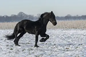 Frisians in the snow