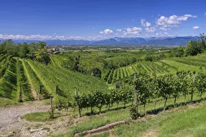 Friuli vineyards, Friuli vineyards 01