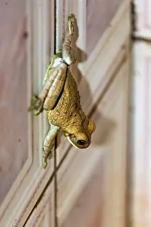 A frog climbs up a wooden wall and shows green and brown colours