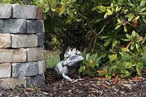 Frog king, frog with crown at the fountain