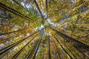 Frog perspective, mixed forest in autumn
