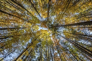 Frog perspective, mixed forest in autumn