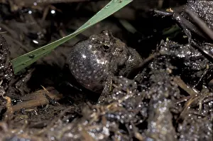 Frog (Phrynobatrachus sp.)