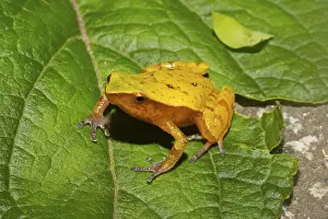 Frog (Plethodonthyla spp). sitting on leaf
