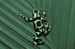 Frog in rainforest - Coata Rica