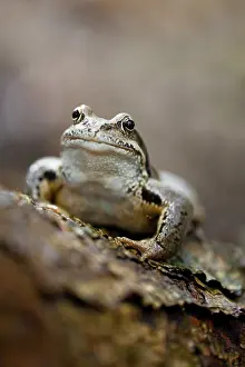 Framed Print : Frog sitting on log at forest. Shallow depth of field Framed Print : Frog sitting on log at forest. Shallow depth of field