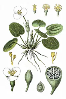 Frogbit (Hydrocharis morsus-ranae)