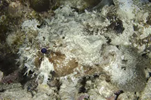 Frogfish, Toadfish, Frogfish, Toadfish